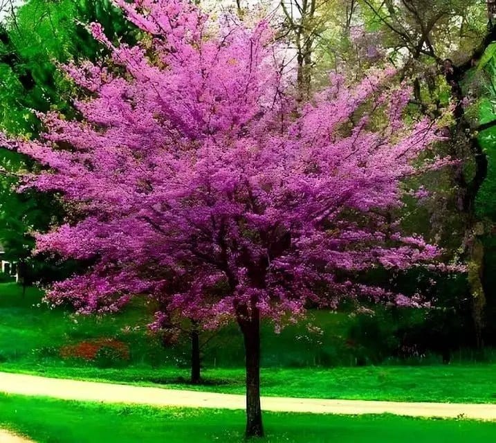 Vibrant Redbud tree with purple blossoms and dark trunk in lush green park