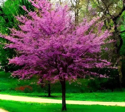 Vibrant Redbud tree with purple blossoms and dark trunk in lush green park
