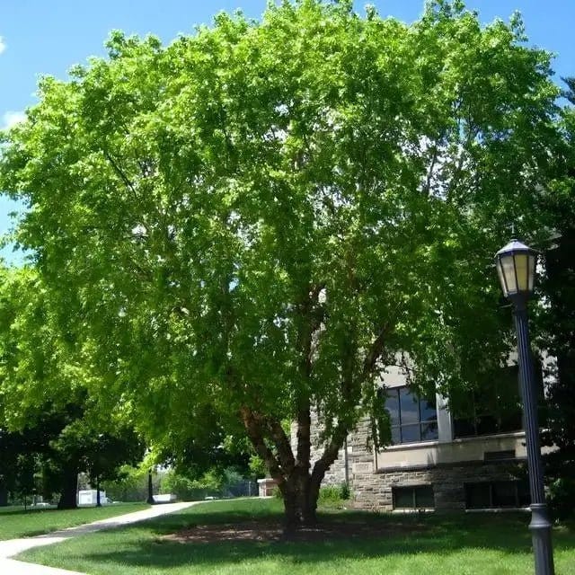 Lush River Birch tree with thick trunk and dense foliage before stone building
