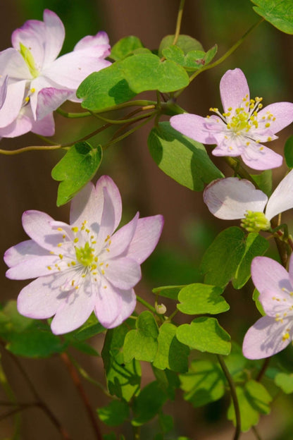 Rue anemone delicate pink flowers with yellow centers and green leaves