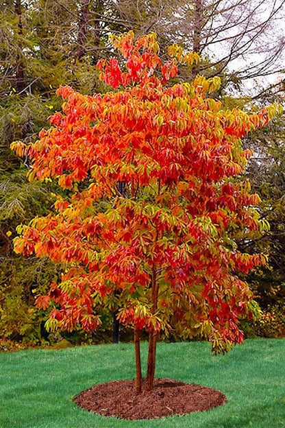 Vibrant Sassafras tree with fiery red and orange autumn leaves on mulch