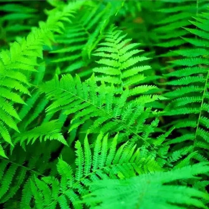 Sensitive Fern with vibrant green fronds and feathery leaves