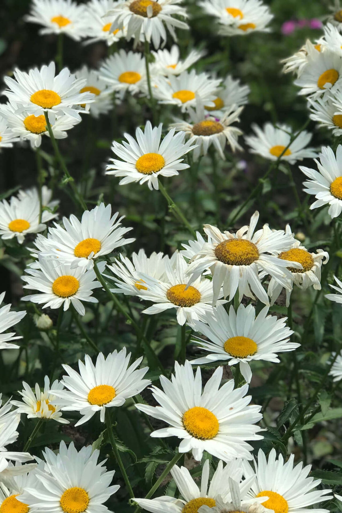 Shasta daisy field with white petals and bright yellow centers