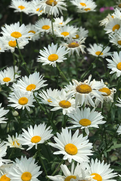 Shasta daisy field with white petals and bright yellow centers