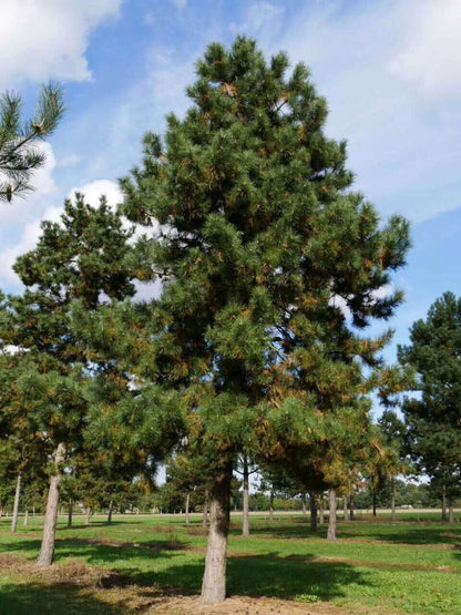 Tall Shortleaf Pine tree with green needles in grassy field