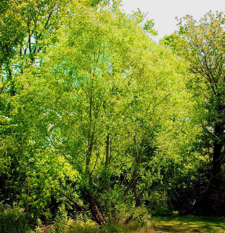 Silky Willow lush green tree with cascading branches and dense foliage