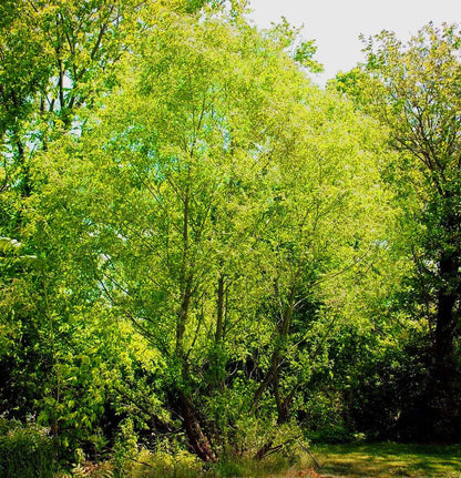 Silky Willow lush green tree with cascading branches and dense foliage