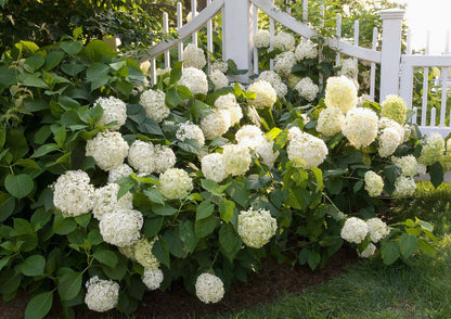 Lush Hydrangea Arborescens Snowhill bush with white flower clusters