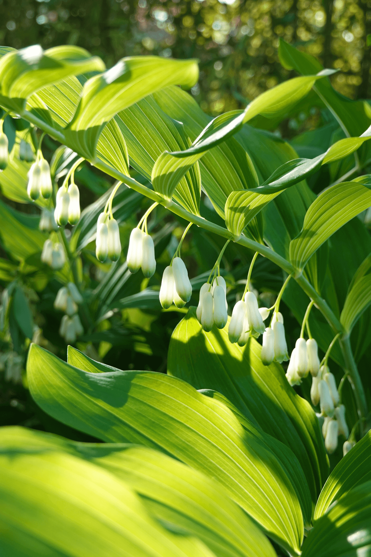 Delicate white bell flowers on Solomon’s Seal plant with lime-green leaves