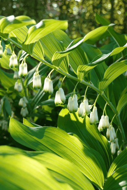 Delicate white bell flowers on Solomon’s Seal plant with lime-green leaves