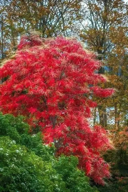 Vibrant red sourwood maple tree with feathery leaves in autumn foliage