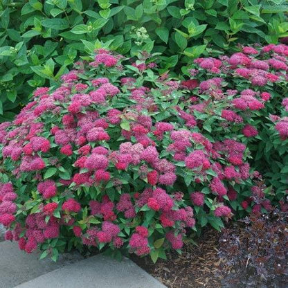 Vibrant Spiraea Japonica pink flowering shrub with glossy green foliage