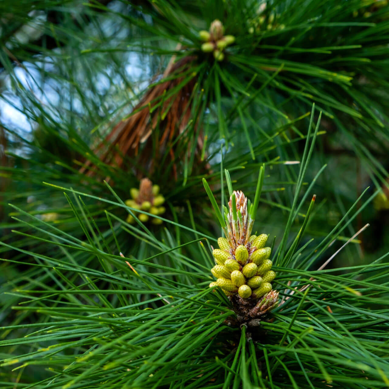 Vibrant green Spruce Pine Tree pine cone among needle-like leaves