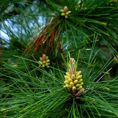 Vibrant green Spruce Pine Tree pine cone among needle-like leaves