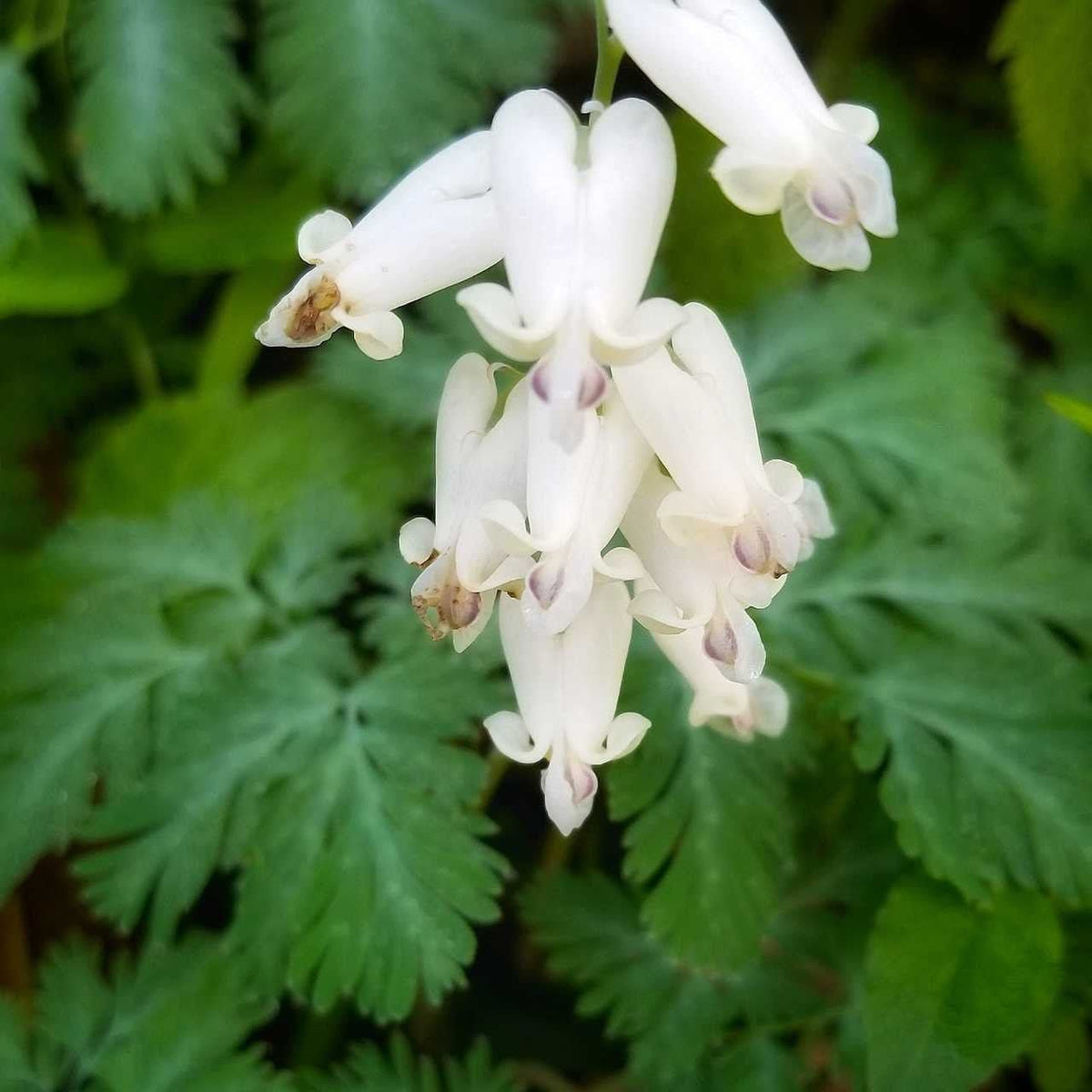 Squirrel corn: delicate white bleeding heart flowers with purple centers on green foliage