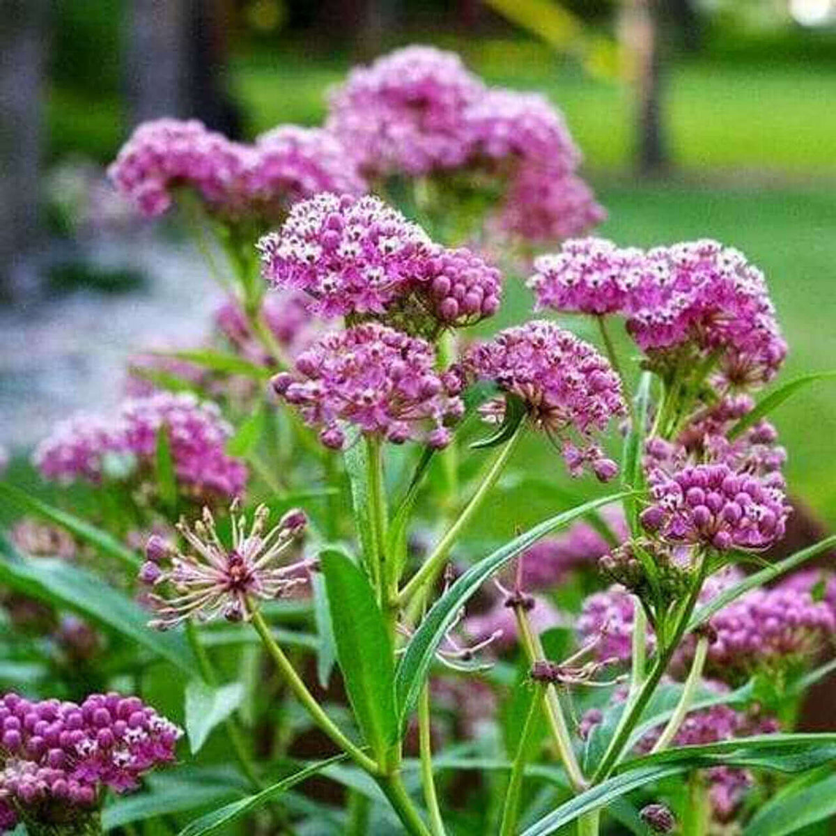 Vibrant pink Milkweed flowers in clusters on slender green stems