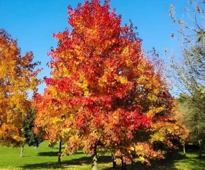 Vibrant Sweet Gum Tree with fiery red and golden-yellow autumn leaves