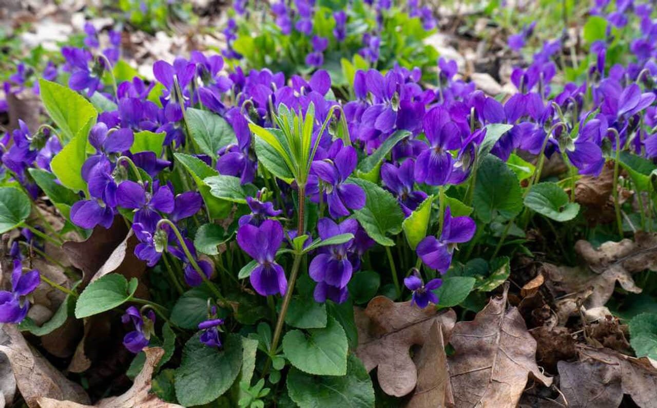 Sweet Violet: vibrant purple violets with five-petaled blooms and green leaves