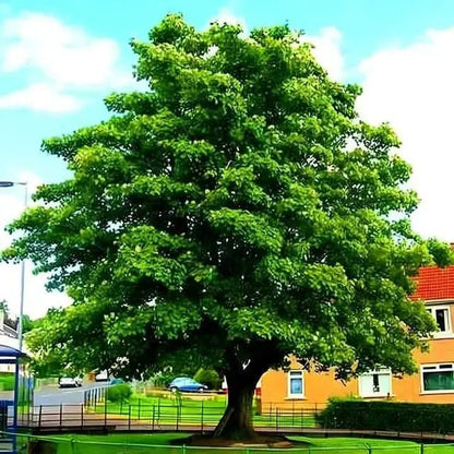 Lush full-bodied Sycamore Tree with thick trunk and dense canopy in urban park