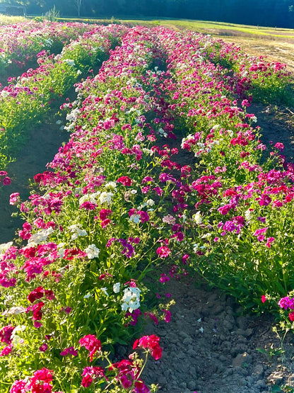 Tall Garden Phlox: rows of vibrant pink and white flowers in sunlit bed