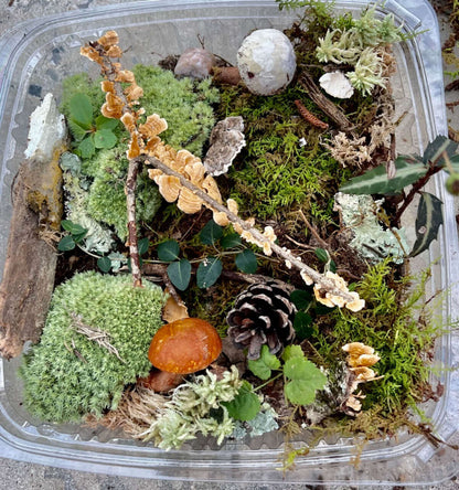 Terrarium Garden Kit with vibrant moss, orange fungi, pinecones, plants