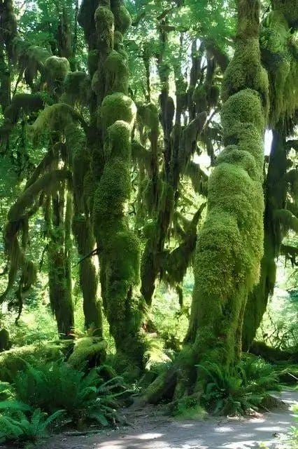 Moss-covered Tree Moss trunks with hanging green moss and ferns