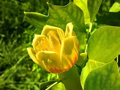 Vibrant yellow Tulip Tree tulip with orange blush base amid green leaves