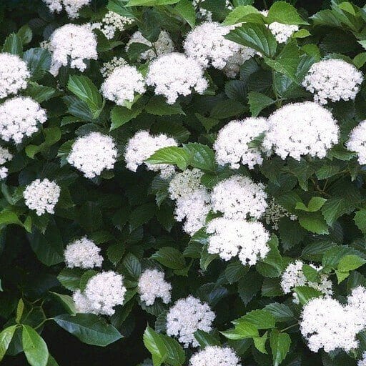 Arrowwood Viburnum bush with lush white flower clusters and green leaves