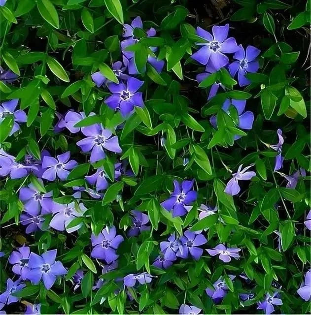 Vibrant Vinca Minor purple flowers with five-petaled blooms amid green foliage
