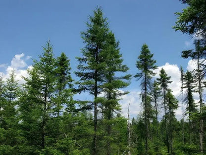 Tall slender Virginia pine trees with dense green foliage against blue sky