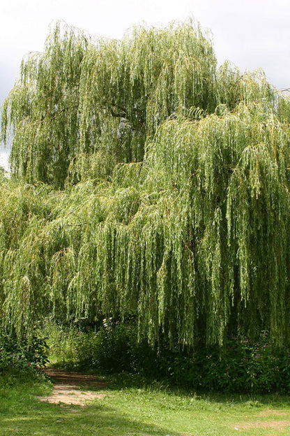 Lush green weeping willow tree with long cascading branches and dense foliage