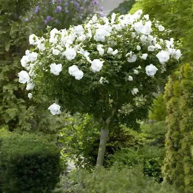 Lush white rose tree with dense green foliage and abundant blossoms