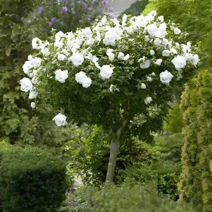 Lush white rose tree with dense green foliage and abundant blossoms