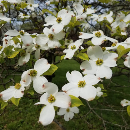 White Princess Dogwood Tree with delicate white blossoms and green leaves
