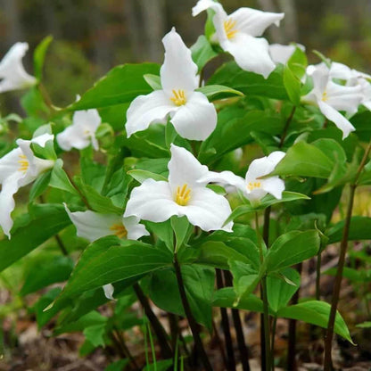 White Trillium flowers with delicate petals, yellow centers, green leaves