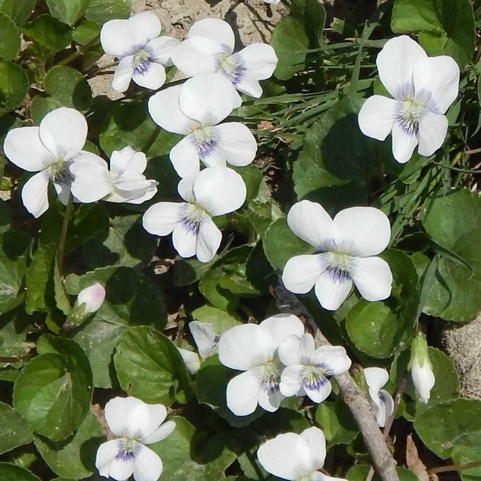 White Violet flowers with delicate purple centers among lush green leaves