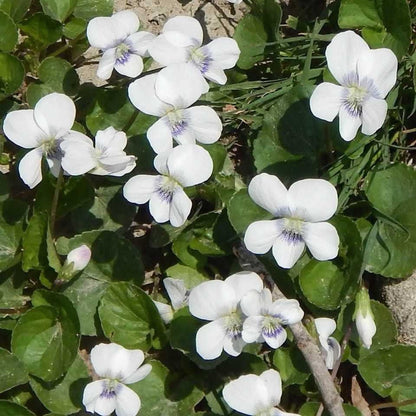 White Violet flowers with delicate purple centers among lush green leaves