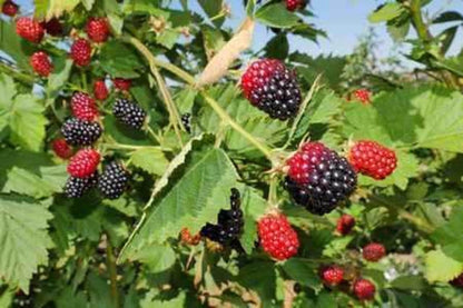 Clusters of ripe purple-black and red unripe wild blackberries on bush