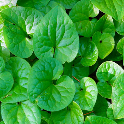 Wild Ginger vibrant green heart-shaped leaves with glossy textured surface