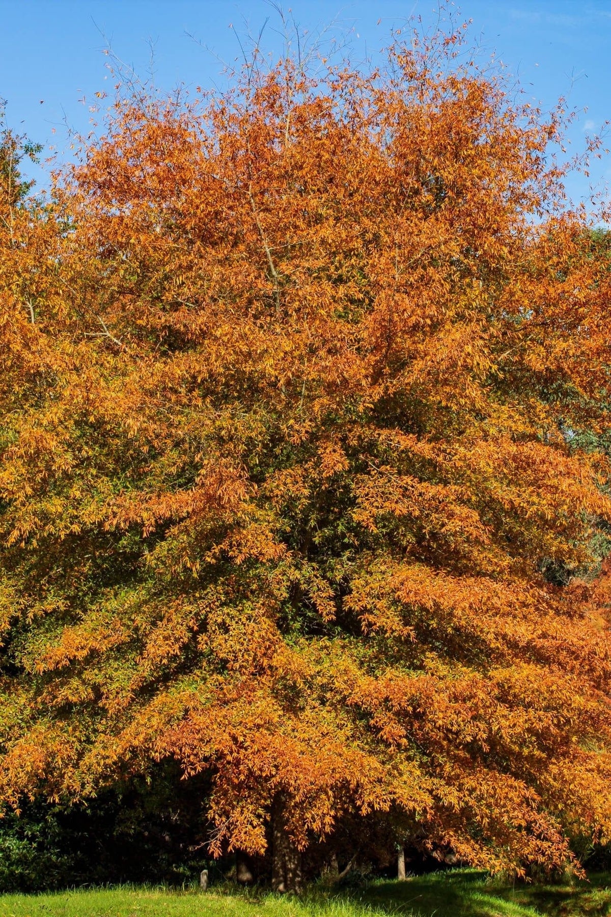 Majestic Willow Oak tree with vibrant orange and golden-yellow foliage against blue sky
