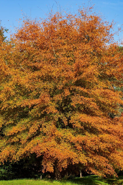 Majestic Willow Oak tree with vibrant orange and golden-yellow foliage against blue sky
