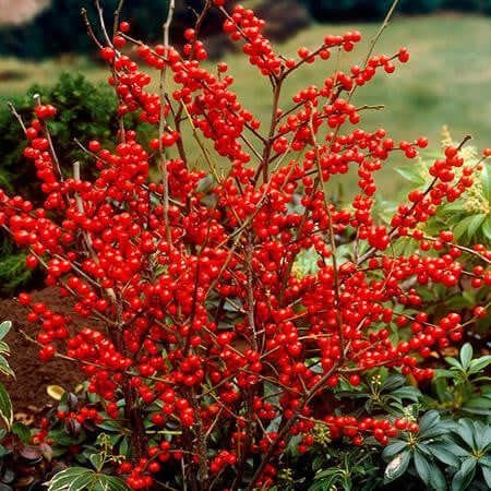 Vibrant Winterberry Ilex Verticillata bush with glossy red berries on slender branches amid green foliage