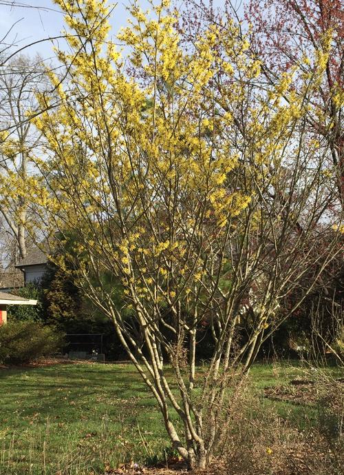 Vibrant yellow Witch Hazel flowering tree with slender branches and blossoms