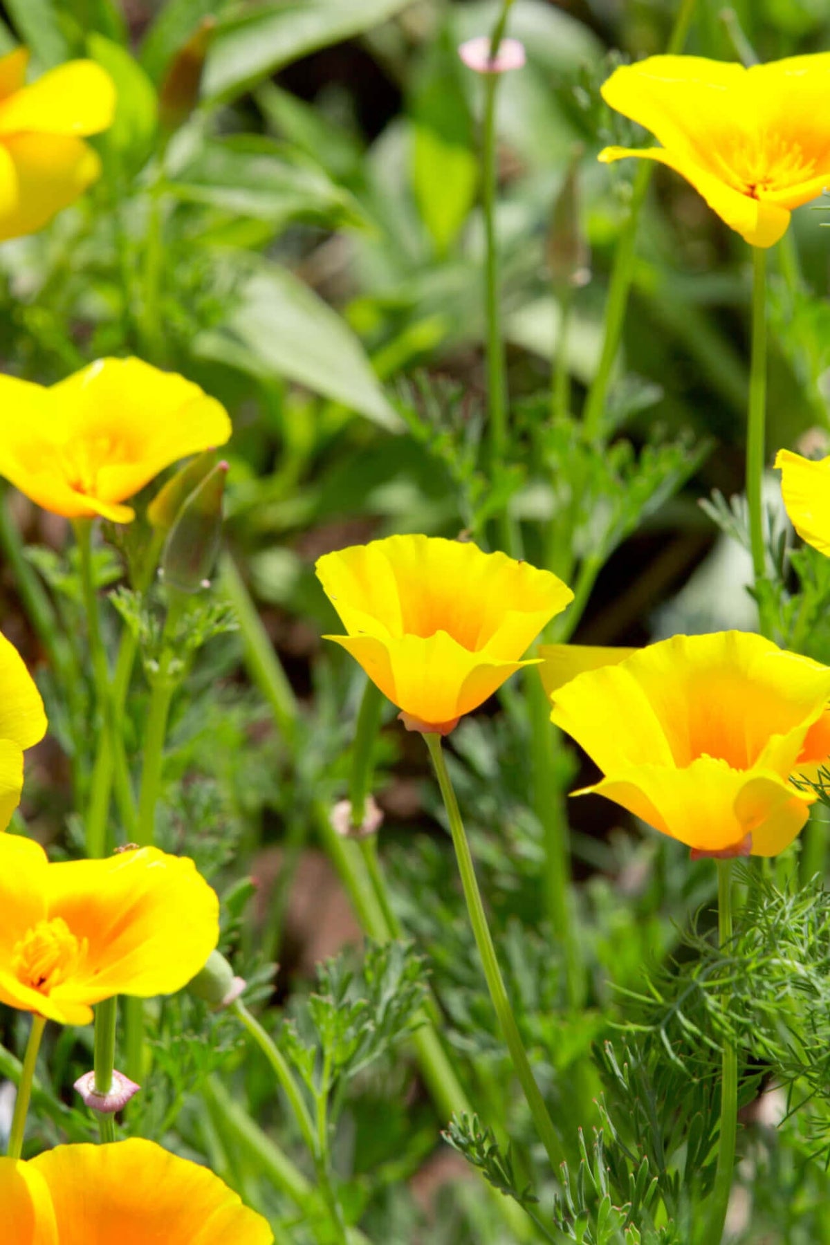 Bright yellow Wood Poppy with delicate papery petals on green stems