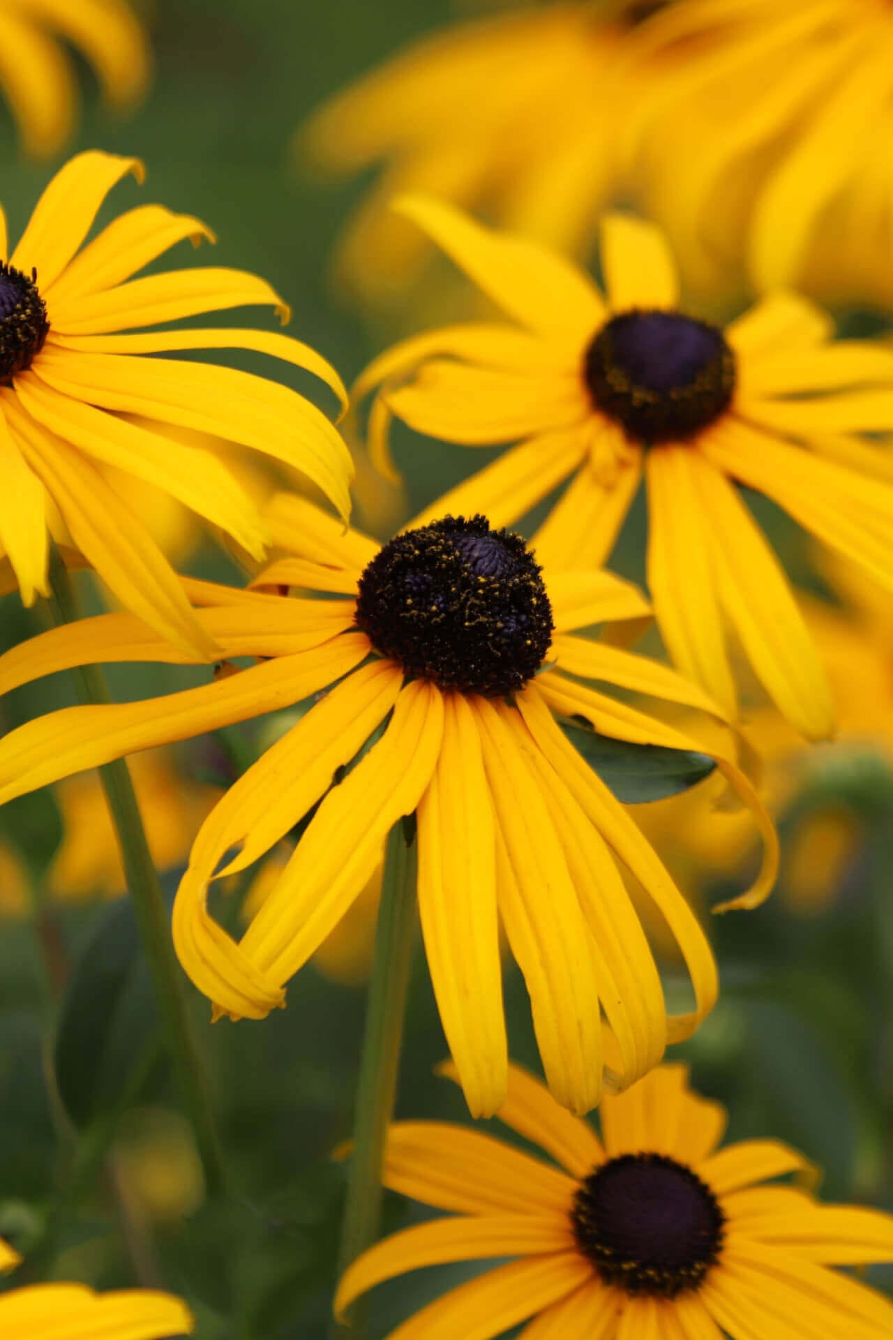 Bright yellow black-eyed susan coneflowers with dark brown centers in garden