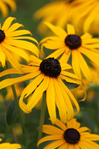 Bright yellow black-eyed susan coneflowers with dark brown centers in garden