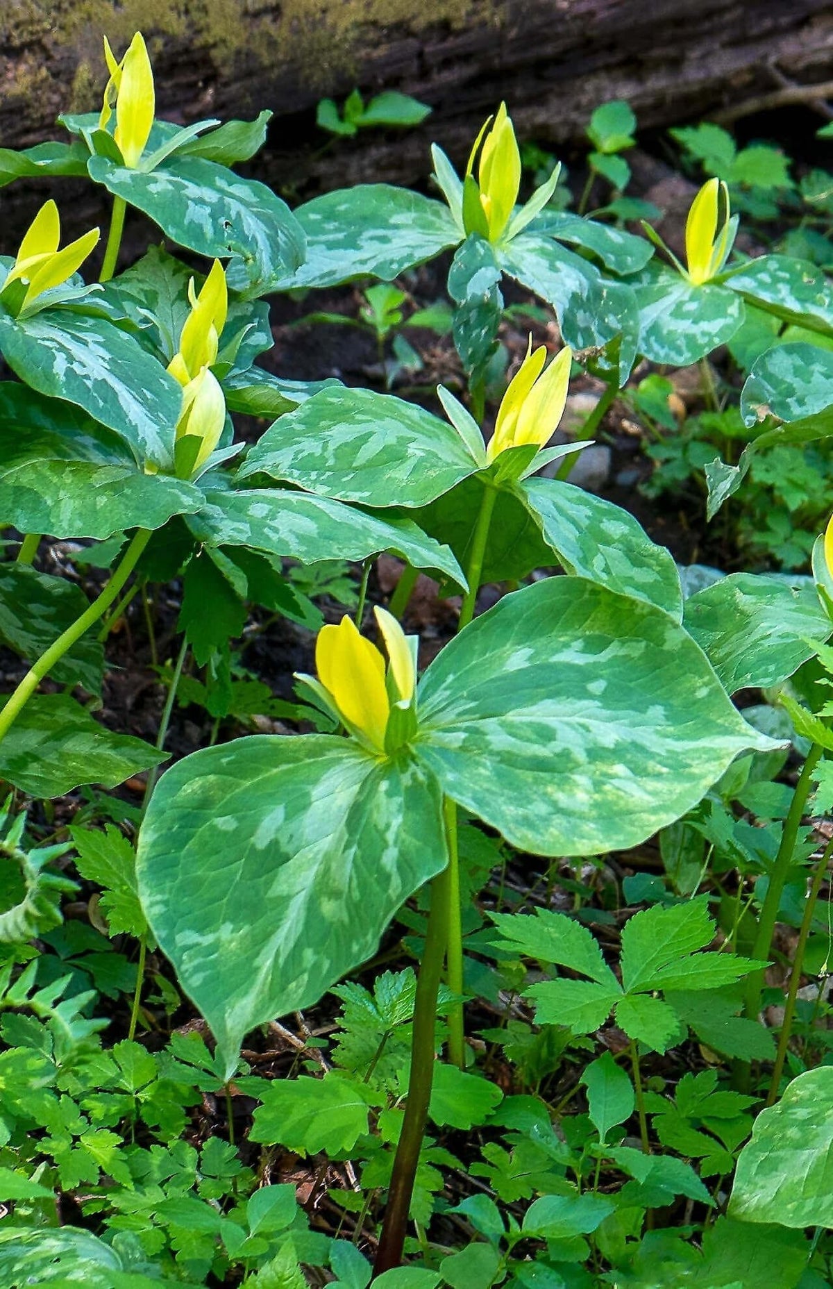 Yellow trillium flowers with variegated green leaves in forest