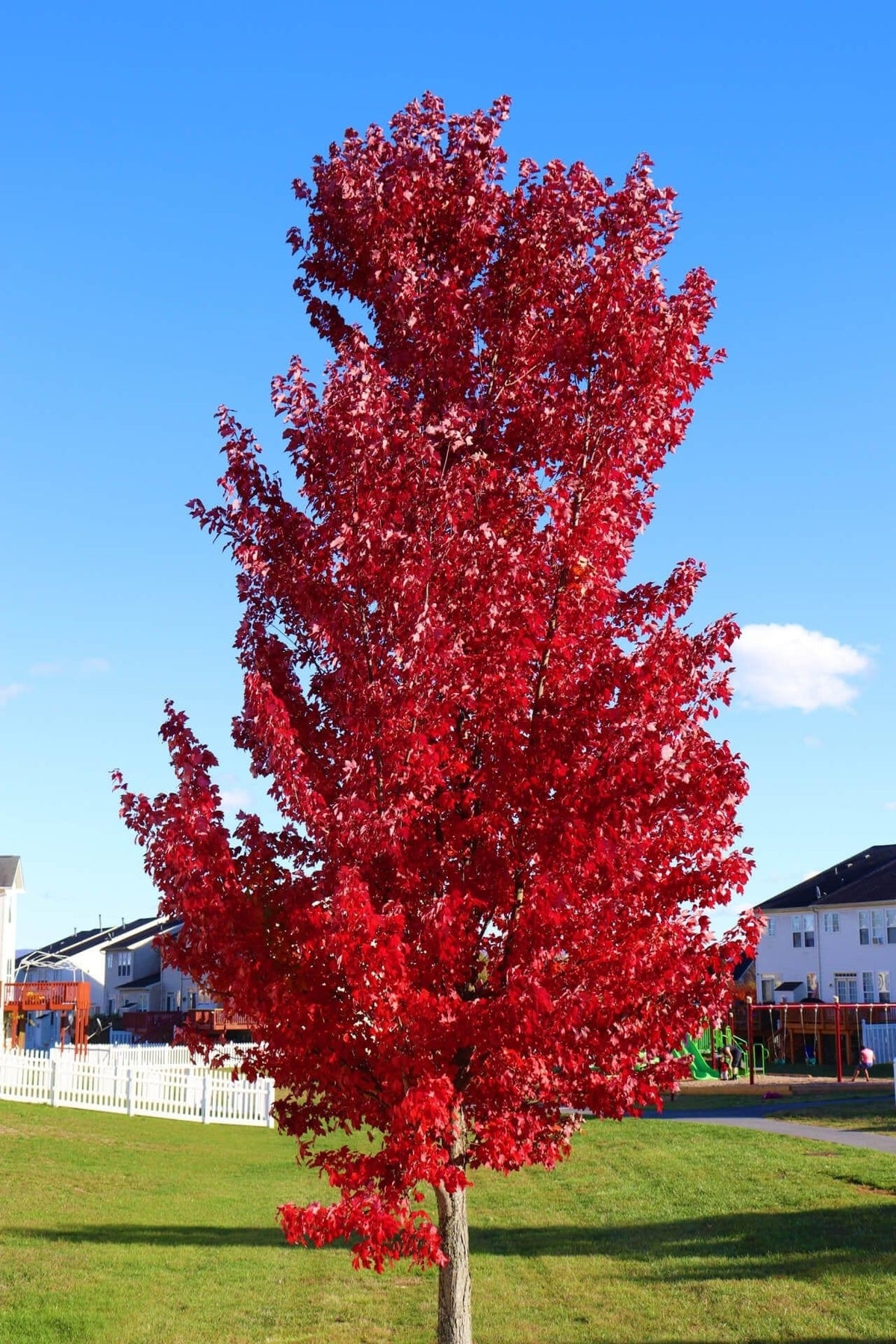 Red Maple Tree with vibrant red leaves in grassy yard under blue sky