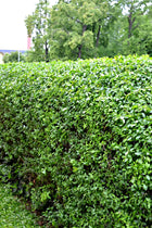 Dense California Privet hedge with vibrant green leaves and trimmed top