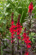 Vibrant red Cardinal Flower with purple stems and leaves in lush garden
